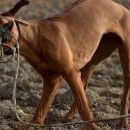 Berllyn začíná zjišťovat, že pohyby stuhy nejsou úplně předvídatelné