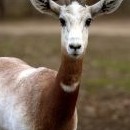 A sousedka: antilopa červenobílá