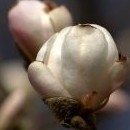 Rozkvétaly magnolie
