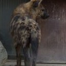 Hyena čekala, až se otevřou vrátka