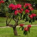 i ten rododendron je sousedův