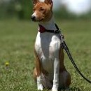 Basenji