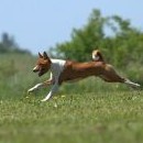 Basenji