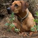 Vejde se do ní dospělý ridgeback střední velikosti