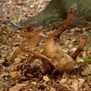 Chytá klíšťata v dubovém listí
