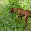 Ridgeback srdnatý