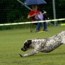 Dogfrisbee