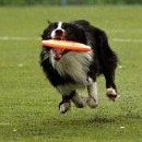 Dogfrisbee