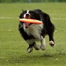 Dogfrisbee