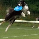 Dogfrisbee