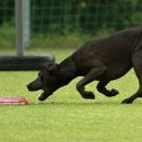 Dogfrisbee