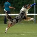 Dogfrisbee