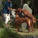 Marná snaha dostat psy na kamenný podstavec