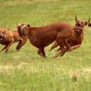 Jestli scvakne, je Brassila první kupírovaný ridgeback, co znám