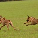 Když chceme ušetřit za coursing, používáme jako návnadu Eibinku