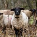 Ovce potkáváme pravidelně a mnoho vzruchu už nepřinášejí