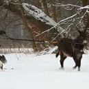 A už je to tady: skijoring!