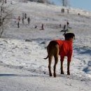 Obě jsou jak uhranuté - a to jsou to horalky!