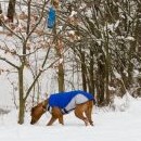 Hanousová hledá, jestli tu něco nezbylo aspoň po ptácích