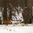 Obsluhu navijáku trochu vykolejila, ale umí i větší kousky