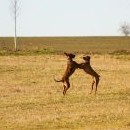 Matylda sbalil kolemjdoucí