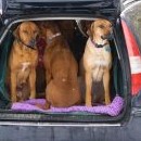 Sedm psů v jednom autě (tím by Fanča jet nechtěla!)