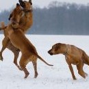 Týna dnes bojuje s Fančinou podporou