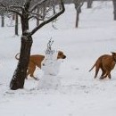 Fanča s Týnou, Honey a Moon se u něj vítaly tak zvesela, že mu urazily ručičku 