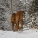 Honey a Moon si myslely, že jsou na horách