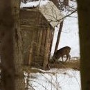 Zvěř ještě pořád chodí vděčně ke krmelcům