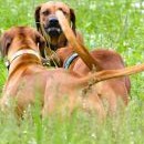 Berllynku loví všichni - asi že je přitažlivá