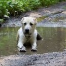 Mezi coursingem a agi jsme se šli osvěžit - zvlášť Blondýna to potřebovala