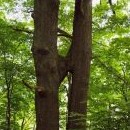 Přírodní úkaz - srostlé duby