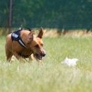 Moon (náš nejrychlejší ridgeback)