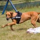 Disciplinovaný pes dokáže běžet i před střapečkem