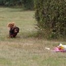 King Charles Španělové byli už ostřílení borci