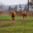 Dnes se překvapivě do coursingu položily obě