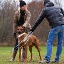 Trochu vlažný start začínajícího coursingáře