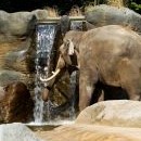 Slon u vodopádu