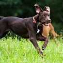 Catahoula na lovu vlaštovek