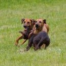 Catahoula se připletla ridgebackům pod nohy