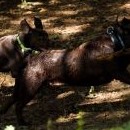 Pak se k nim přidala dvouletá labradorka Julča