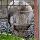 Není! ... Jen ta barevnost trochu mátla