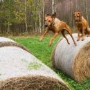 Fanynka ten balíkový jumping pořád miluje