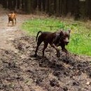 Catahoulu nadchne jakákoliv připomínka bláta