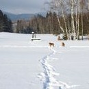 Ridgebacky to samozřejmě taky baví ;-)