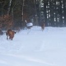 Fouká dost, takže hledají úkryt (Catahoula našla)