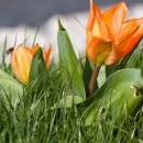 Kvetou nám tulipány... ty co nejsou zadupané do země