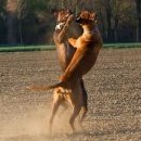 Týna s Kalichem a jejich pozdrav slunci