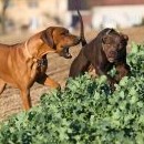 Ridgeback do mokrého nepůjde